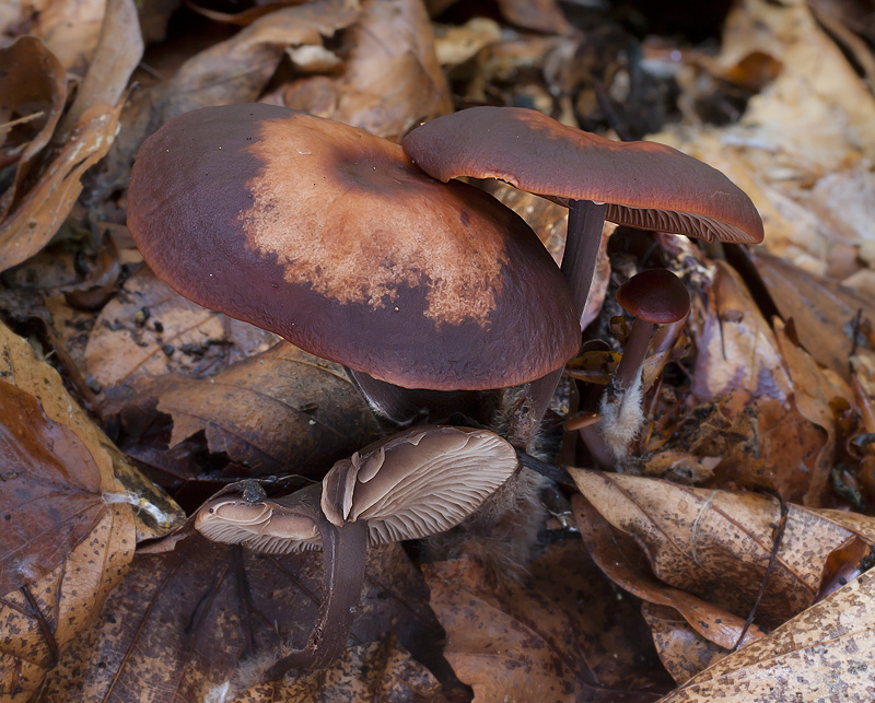 Gymnopus fuscopurpureus